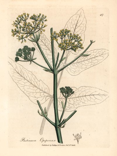 Opopanax à fleurs jaunes ou panais rugueux, Pastinaca opopanax, d