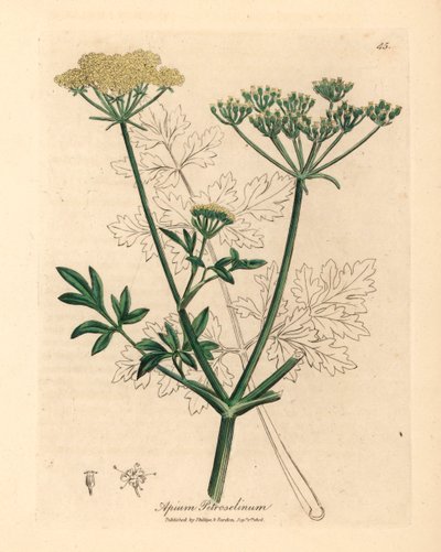 Persil à fleurs jaunes, Apium petroselinum, d