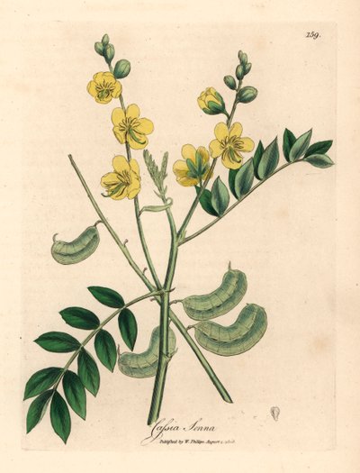 Séné à fleurs jaunes ou casse égyptienne avec gousses, Cassia senna, d