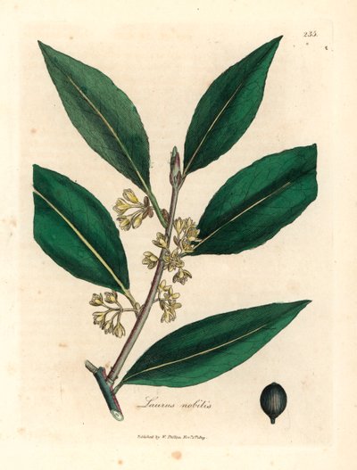 Laurier à fleurs jaunes, Laurus nobilis, d