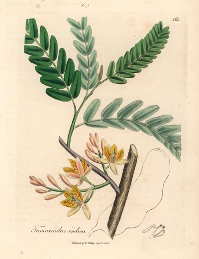 Tamarinier à fleurs jaunes, Tamarindus indica, d