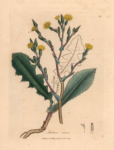 Laitue sauvage à fleurs jaunes, Lactuca virosa, d