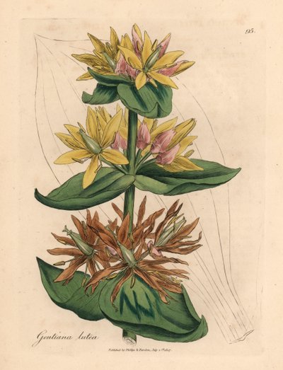 Gentiane jaune, Gentiana lutea, d