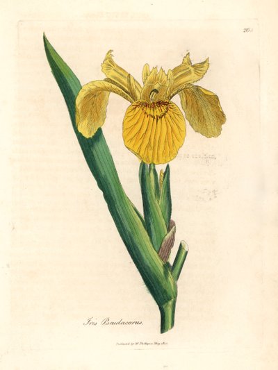 Iris faux acore, Iris pseudocorus, d