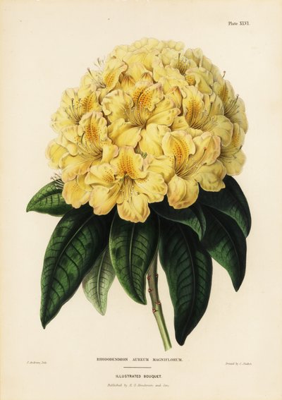 Rhododendron doré, Rhodendron aureum magniflorum - James Andrews