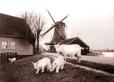 Chèvres, Laandam, Pays-Bas, 1898 - James Batkin