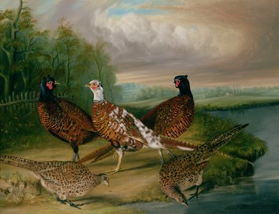 Faisans près de la rivière Wensum, Norfolk - James Blazeby
