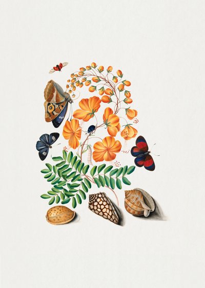 Légume de la famille des Caesalpiniacées - James Bolton