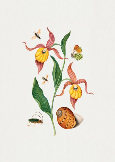 Orchidée « Lady