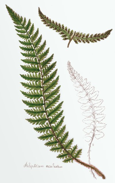 "Polipodium aculeatum", maintenant Polystichum achuleatum, une fougère commune des bois humides à travers les îles britanniques, de "Filices Brittanicae; une histoire des fougères britanniques appropriées", 1785 - James Bolton