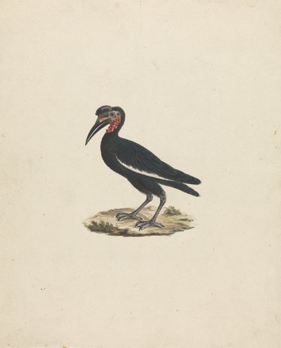 Bocorvus abyssinicus (Bucorve d
