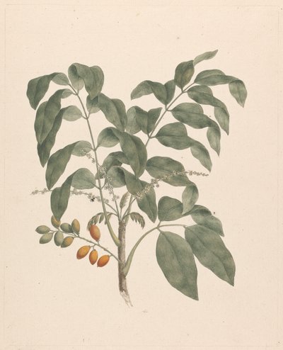 Brucea antidysenterica J. Miller (Arbre de James Bruce) : dessin fini avec tige de fruits ajoutée - James Bruce