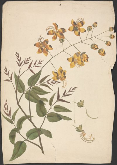 Cassia Fistula (casse purgative) : dessin fini d