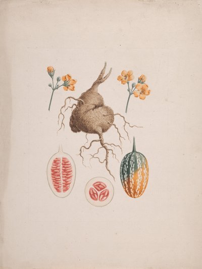 Coccinia abyssinica (Lam.): dessin fini, le tubercule et détail du fruit - James Bruce