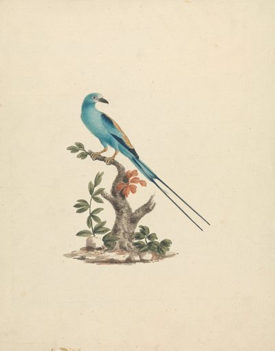Coracias abyssinicus (Rollier d
