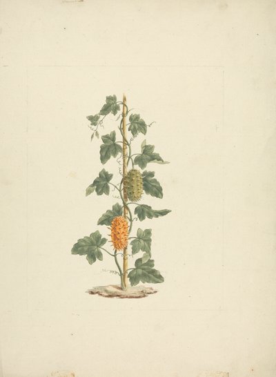 Cucumis metuliferus Naud (Concombre sauvage) : dessin fini - James Bruce