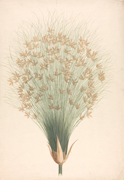 Cyperus papyrus L. (Papyrus) : dessin fini de l