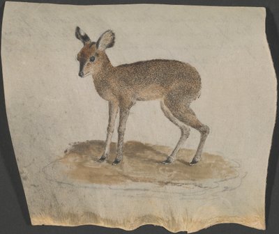Dik-dik - James Bruce