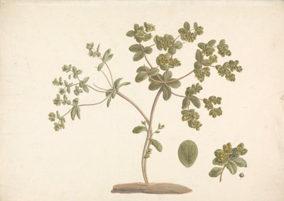 Euphorbia helioscopia L. (Euphorbe réveille-matin) : dessin fini de la plante en fleur avec détails des fleurs, feuilles et fruits - James Bruce