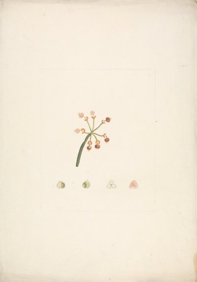 Euphorbia nubica N.E. Br. (Euphorbe nubienne) : dessin fini de la tige florissante et fructifère, avec détails des dissections florales - James Bruce