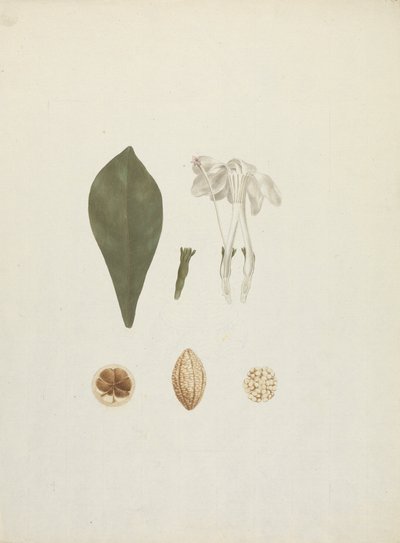 Gardenia ternifolia Schum. & Thonn. (Jovis-Tonantis) : dessin fini avec détail supplémentaire du fruit - James Bruce