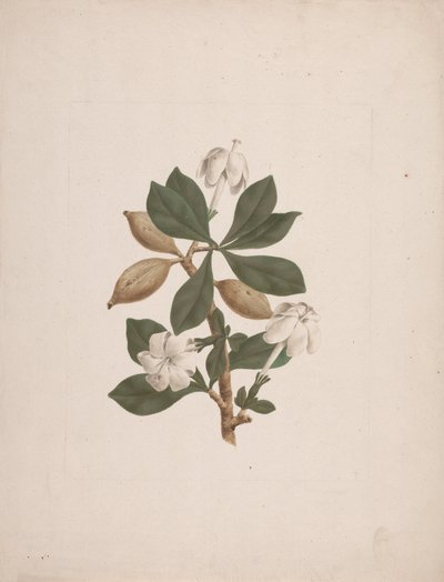 Gardenia ternifolia Schum. & Thonn. (Gardenia sauvage) : dessin fini - James Bruce