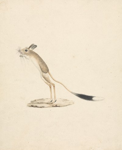 Jerboa - James Bruce