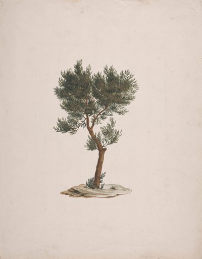 Juniperus procera Endl. (Cèdre à crayon africain): dessin fini de l