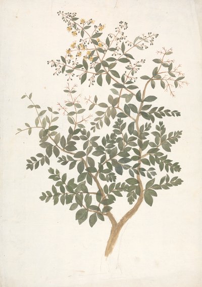 Lawsonia inermis L. (Henné) : dessin fini d