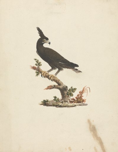 Lophaetus occipitalis (Aigle à longue crête) - James Bruce