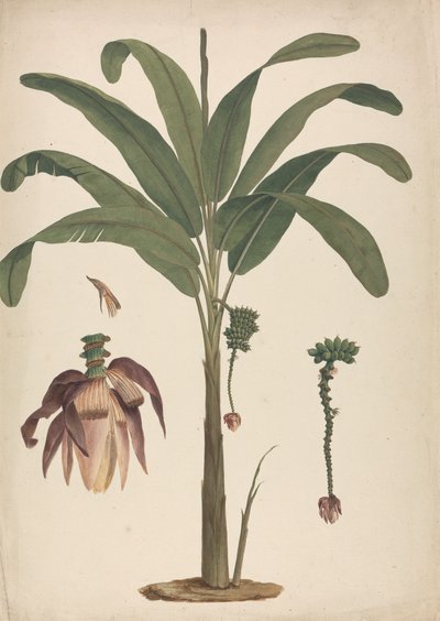 Musa x sapientum L. (Banane) : dessin fini avec détails de l