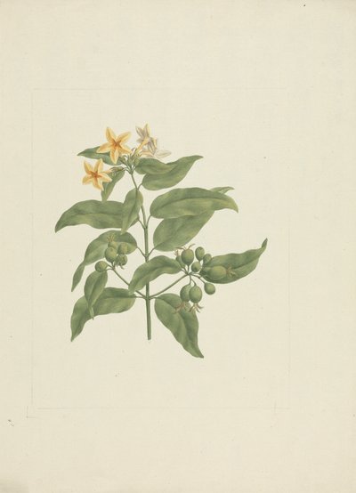 Mussaenda arcuata Lam. ex Poir. : dessin fini sans détails - James Bruce