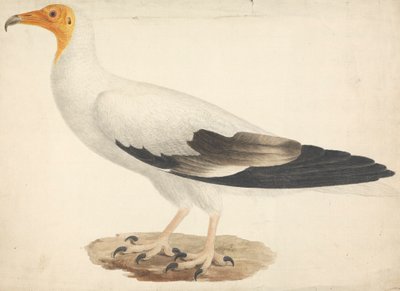 Neophron percnopterus (vautour égyptien) - James Bruce