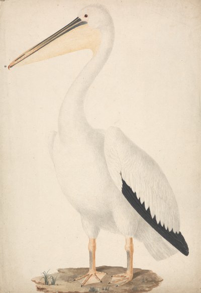Pelecanus onocrotalus (Grand Pélican Blanc) - James Bruce