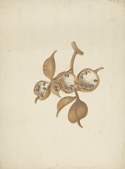 Sterculia africana (Lour.) Fiori : dessin fini de la tige avec des gousses de graines, certaines ouvertes montrant des graines - James Bruce
