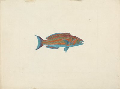 Poisson non identifié - James Bruce