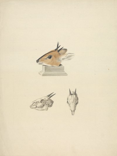 Madoqua non identifié (Dik-dik) : étude de la tête et du crâne - James Bruce