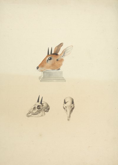 Madoqua non identifié (Dik-dik) : étude de la tête et du crâne - James Bruce