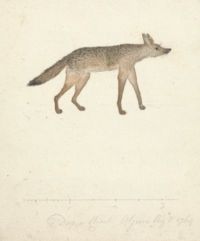 Loup - James Bruce