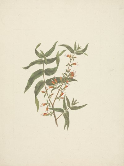 Woodfordia uniflora (A. Rich.) Koehne : dessin fini de la pousse en fleur - James Bruce