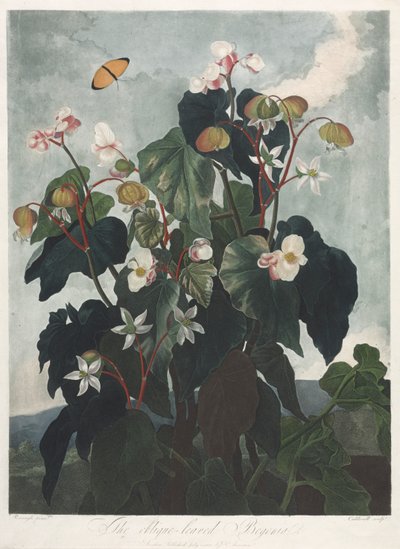 Le Temple de Flora, ou Jardin de la Nature : Le Bégonia à feuilles obliques, 1800 - James Caldwall