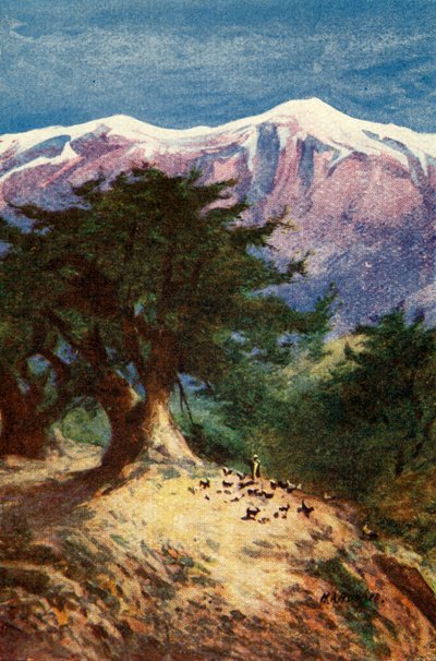 Cèdres du Liban - Matt. xii. 33, vers 1924. Créateurs : James Clark, Henry A Harper - James Clark and Henry A Harper