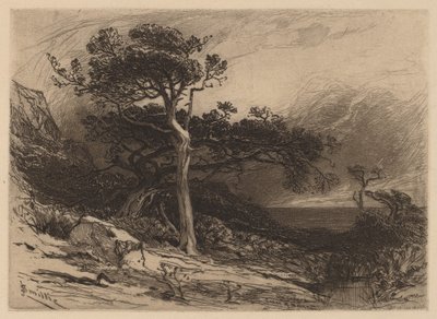 Vieux cèdres, côte du Maine - James David Smillie