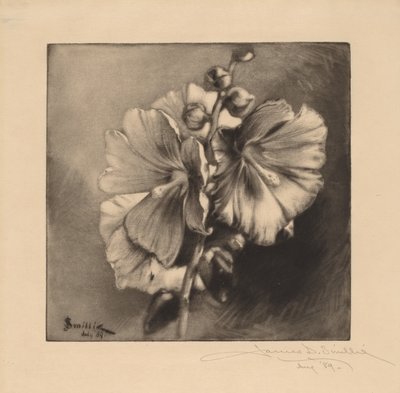 Rose trémière - James David Smillie