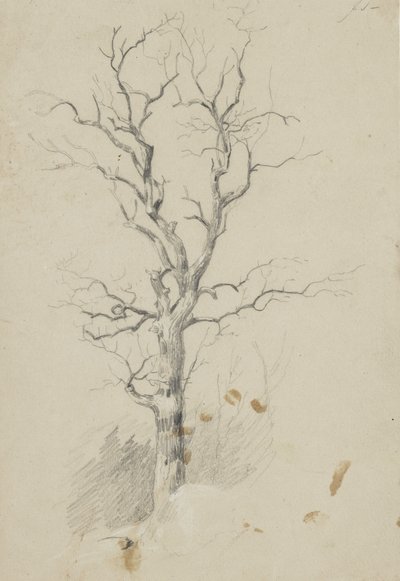 Arbre - James David Smillie
