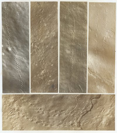 Ichnographies du grès de la rivière Connecticut, publié en 1861 - James Deane