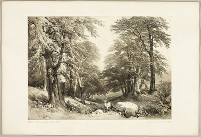 Hêtres dans le Parc d