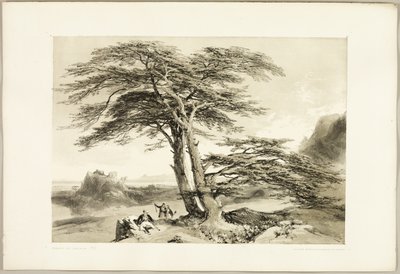 Cèdres du Liban, extrait de The Park and the Forest - James Duffield Harding