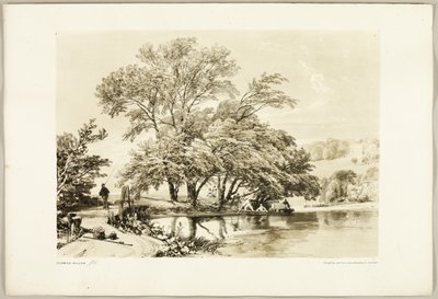 Saule Commun, de Le Parc et la Forêt - James Duffield Harding