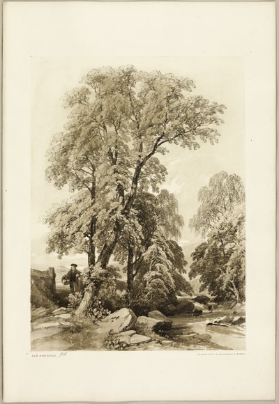 Orme et bouleau, du Parc et la Forêt - James Duffield Harding